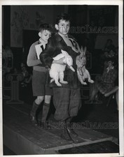 show rabbits for sale show rabbits for sale Memphis