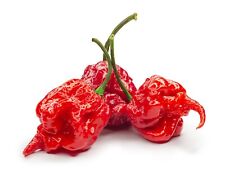 Chilli plants carolina for sale  BANBURY
