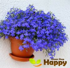 Lobelia emperor william for sale  DONCASTER