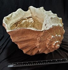 Resin sea shell for sale  Moline