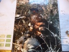 Desert hawking harry for sale  ALNWICK