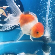 Thai oranda calico for sale  Palm Bay