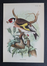 Antique print goldfinch for sale  ROMFORD