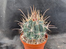 Ferocactus santamaria vivaio usato Ferocactus santamaria vivaio usato  Massafra