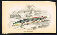 Silver arowana fish for sale  Shipping to Ireland