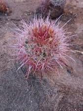 Cactus barrel cotton for sale  Thousand Palms