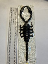 Conjunto de insetos/borboletas reais B2674 raro XL escorpião Heterometrus laoticus (titãs), usado comprar usado Conjunto de insetos/borboletas reais B2674 raro XL escorpião Heterometrus laoticus (titãs), usado comprar usado  Enviando para Brazil