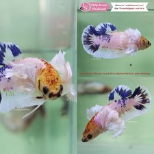 Pez Betta Tropical Vivo -- Orejas Dumbo Azul Rojo Blanco Hembra segunda mano  Embacar hacia Mexico
