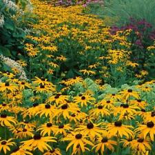 Black eyed susan for sale  Sevierville
