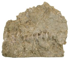 Karbon amphoracrinus gilbertso gebraucht kaufen  Erlangen