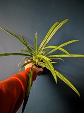 Aglaonema zebra feathers for sale Aglaonema zebra feathers for sale  MANCHESTER