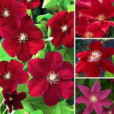 clematis plants red for sale clematis plants red for sale UK