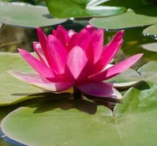 Bright pink water for sale  Ravensdale