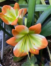 New clivia miniata for sale  MEXBOROUGH