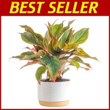 Vibrant red aglaonema for sale  Voorhees