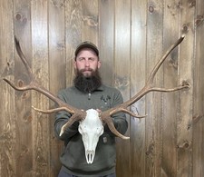 elk rack for sale elk rack for sale Port Matilda