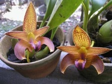 Orchidee bulbophyllum claptone d'occasion  Bischoffsheim