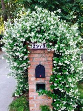 Confederate star jasmine for sale  Hurley