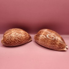 Set macrocypraea cervus for sale  Palm Bay