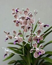 Vanda tricolor rare for sale  Boise