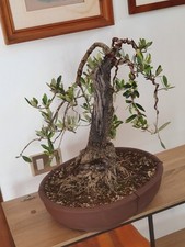 bonsai olivo usato bonsai olivo usato Seravezza