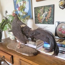 Taxidermy bird vintage for sale  CHESTER