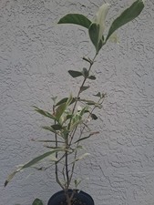 Variegated malay apple for sale  Palm Bay