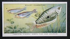 Zebra fish gourami for sale  DERBY
