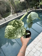 Monstera mint white for sale  Bradenton