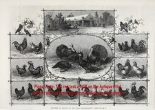 Show de aves de pombo frango peru em Paris França, grande estampa antiga da década de 1860 comprar usado  Enviando para Brazil