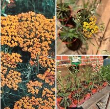 Schafgarbe achillea mill gebraucht kaufen  Marienhafe