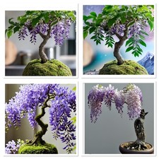 Wisteria bonsai starter for sale  CAERNARFON