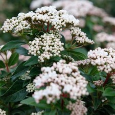 Viburnum tin. plant for sale  UK