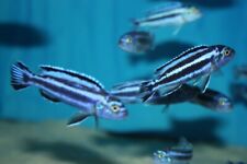 Maingano mbuna african for sale  De Leon Springs