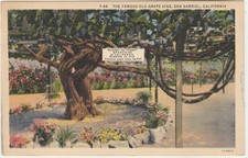 Famous old grape for sale  Dunsmuir
