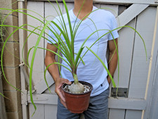 Beaucarnea recurvata pony for sale  Garden Grove