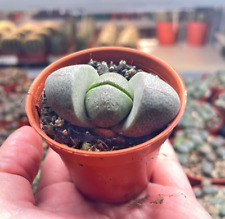 Pot green pleiospilos for sale  WALSALL