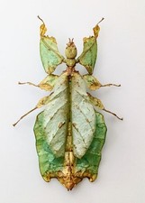 phyllium usato phyllium usato Roma