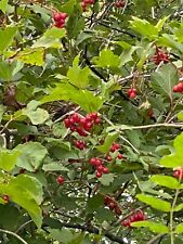 Fruit trees highbush for sale  Cass Lake
