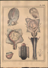 1825 lithographie aquarellée d'occasion  Besançon