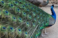 India blue peafowl for sale  USA