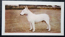 Bull terrier vintage for sale  DERBY