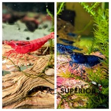 Fire red blue for sale  Duluth