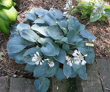 Dorset blue blaue gebraucht kaufen  Mutterstadt