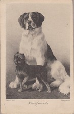Brussels griffon griffon d'occasion  Expédié en Belgium
