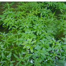 Cuttings callitriche stagnalis for sale  GLASGOW