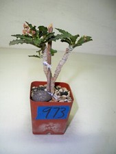 973 euphorbia ambovombensis for sale  El Cajon