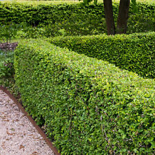 Suttons hawthorn hedging for sale  PAIGNTON
