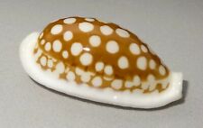 Meeresschnecke cypraea cribrar gebraucht kaufen  Illertissen