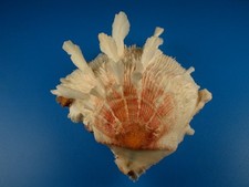 Spondylus clarksoni great for sale  Kapolei